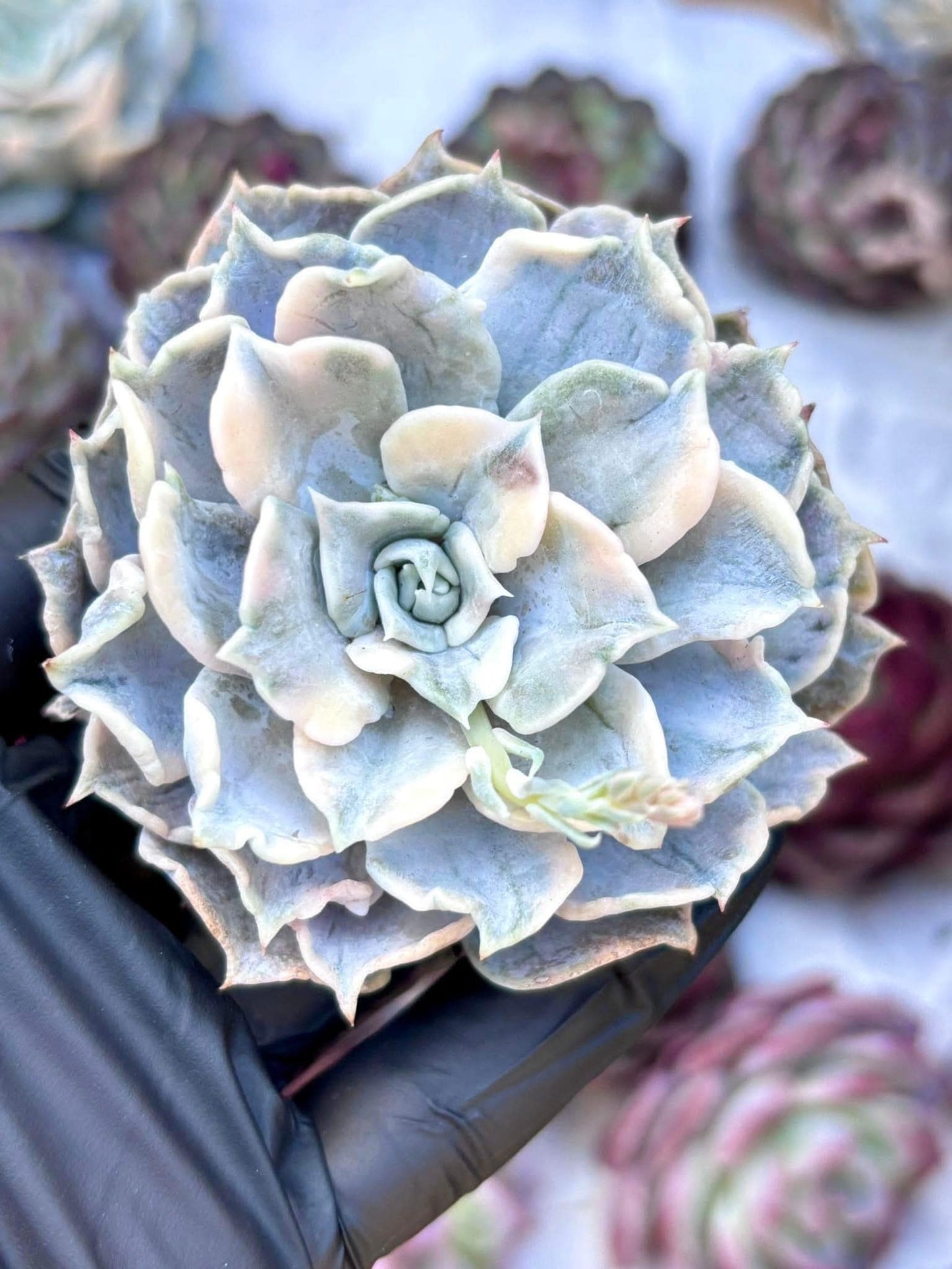 Echeveria Lilacina Variegated | Live Succulent Plant | Korean Succulent | Rare Imported Echeveria | Imported Plants