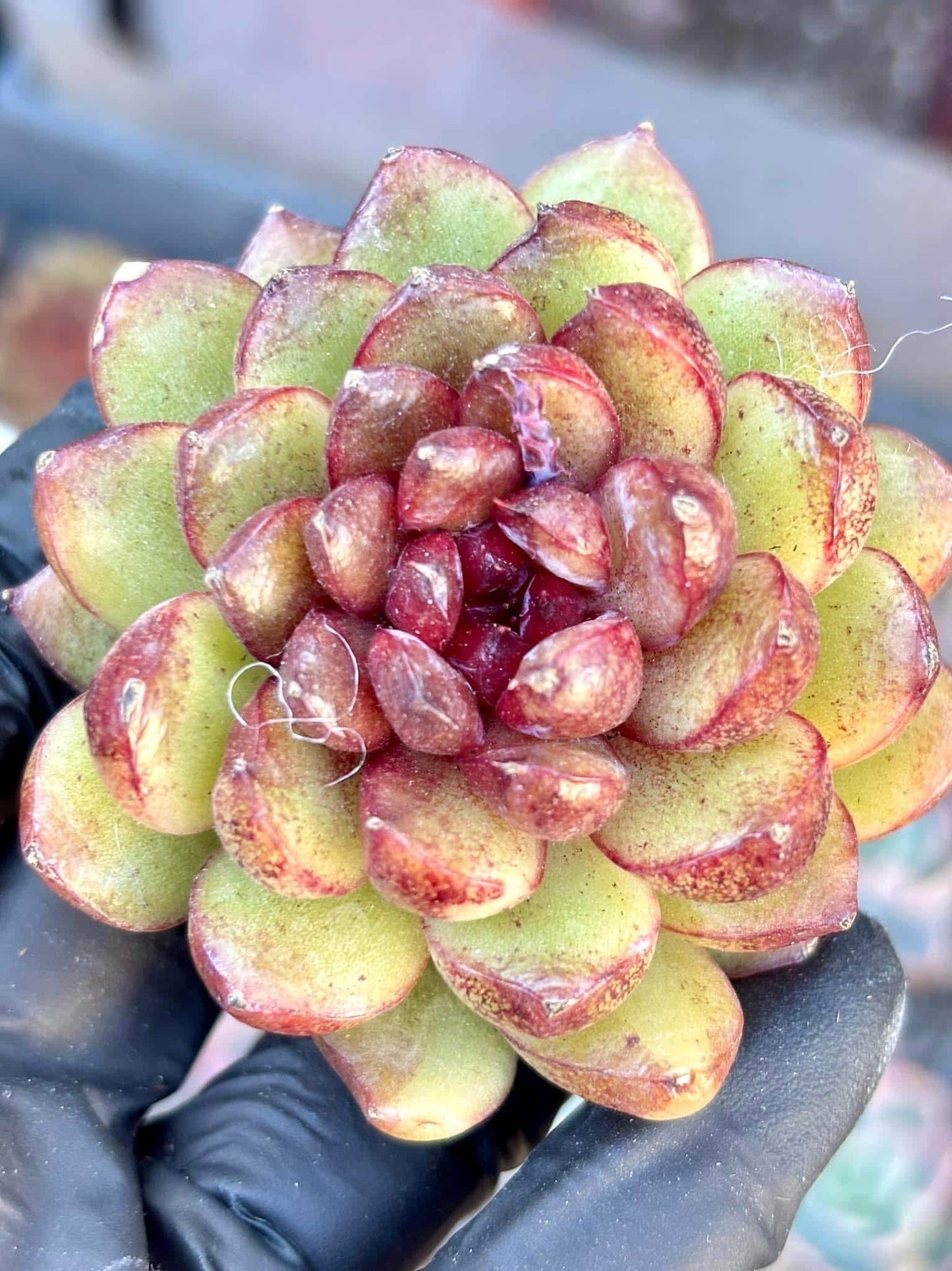 Echeveria Crete | Live Succulent Plant | Imported Plants | Imported Echeveria