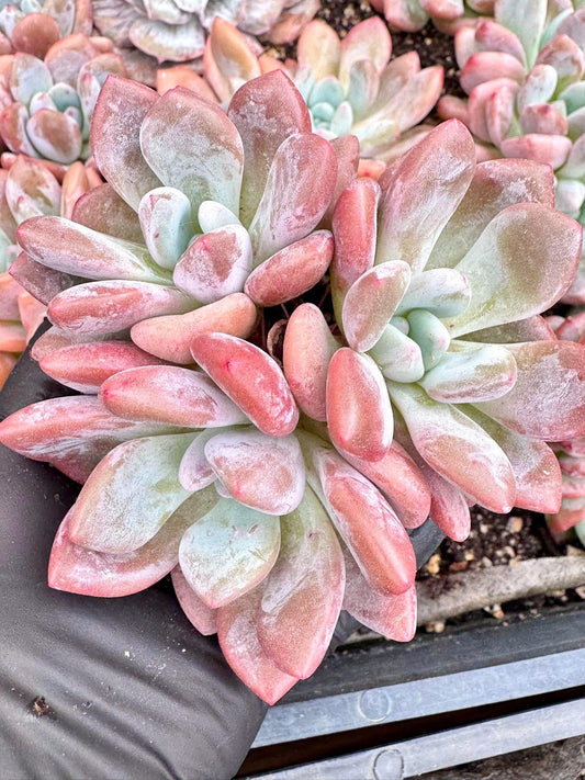 Echeveria Laurel | Live Succulent Plant | Korean Succulent | Variegated Echeveria | Imported Plants | Echeveria Clusters