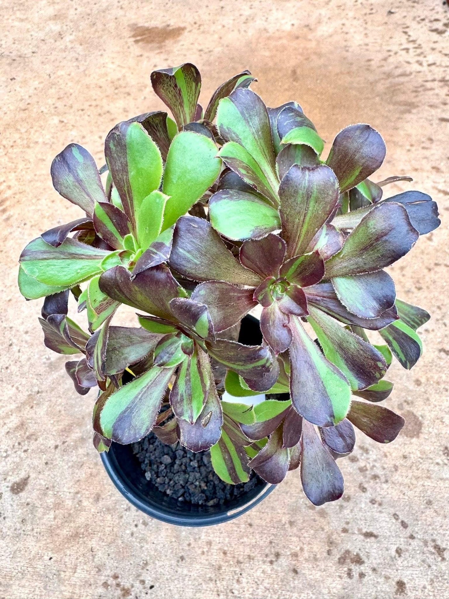 Aeonium Big Bang x Green Chanel Variegated Lollipop | Live Succulent Plant | Korean Succulent | Rare Imported Aeonium | Imported Plants