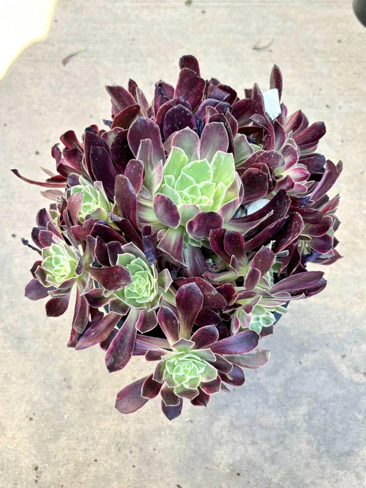 Aeonium White Wedding Dress | Live Succulent Plant | Rare Imported Aeonium | Imported Plants