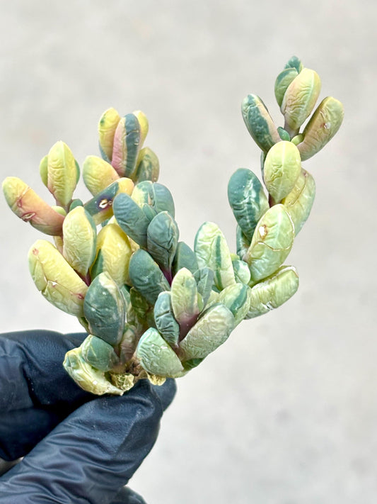 Astridia velutina variegated | Live Succulent Plant | variegated succulent | Rare Imported succulent | Imported Plants