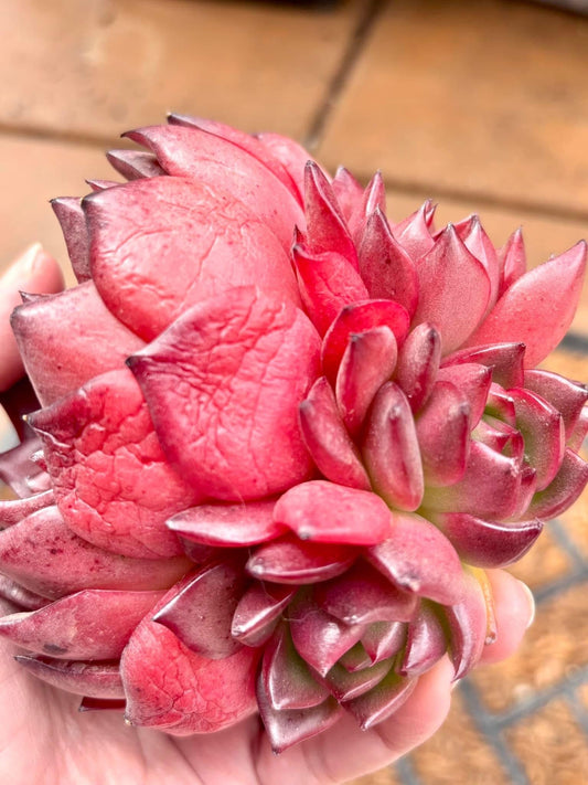 Echeveria Ruoxi | Live Succulent Plant | Imported Plants | Imported Echeveria