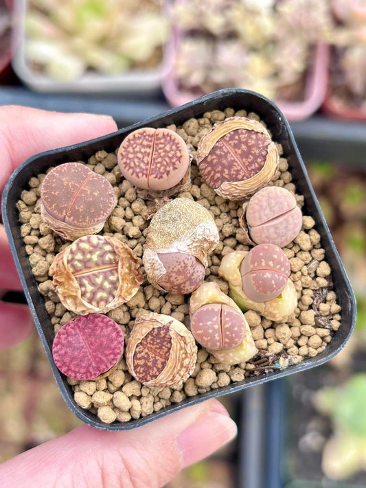 Lithops Mix Pot | Live Succulent Plant | Korean Succulent | Rare Imported Succulent | Imported Plants