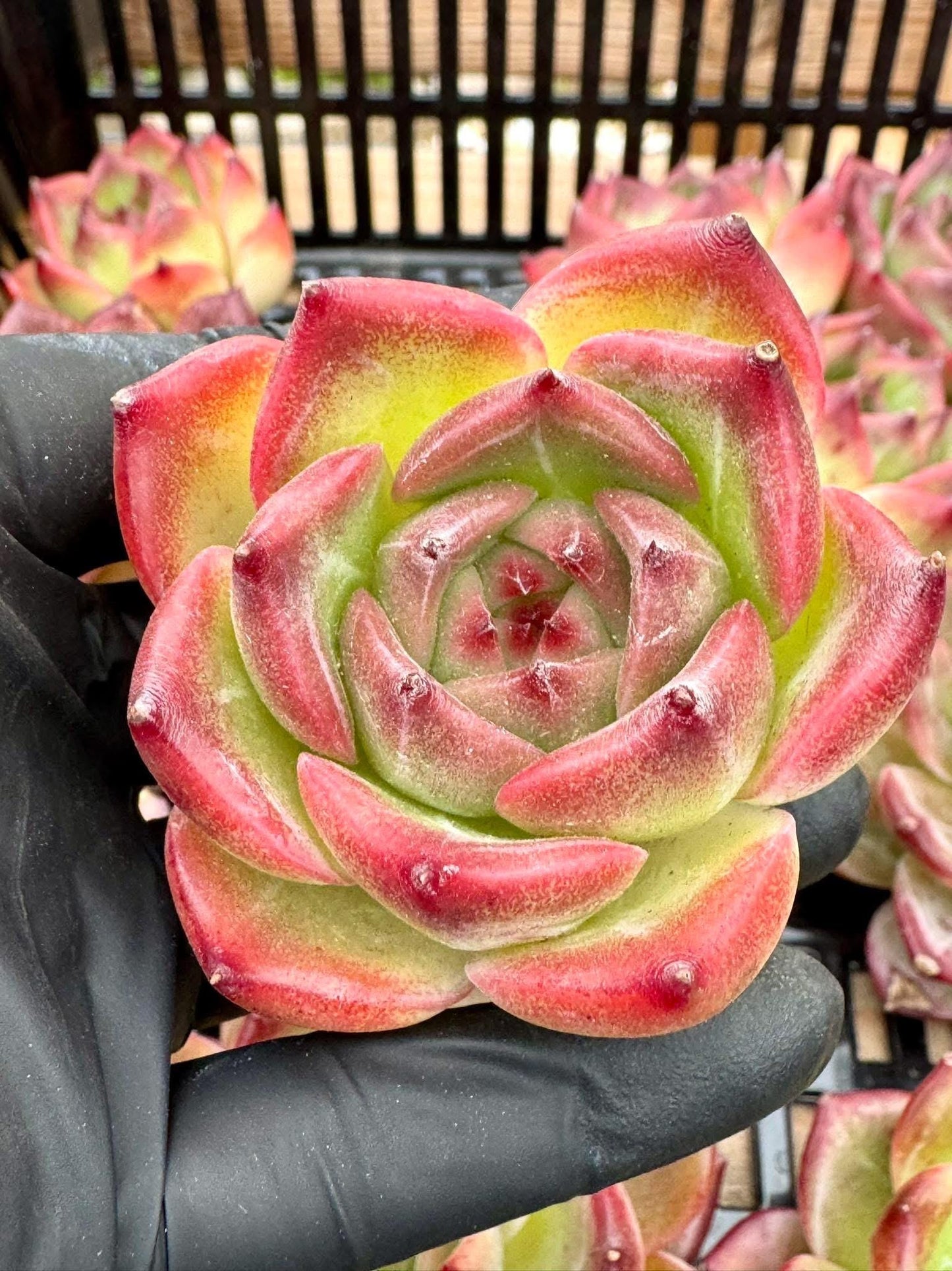 Echeveria Caesar | Live Succulent Plant | Korean Succulent | Variegated Echeveria | Imported Plants