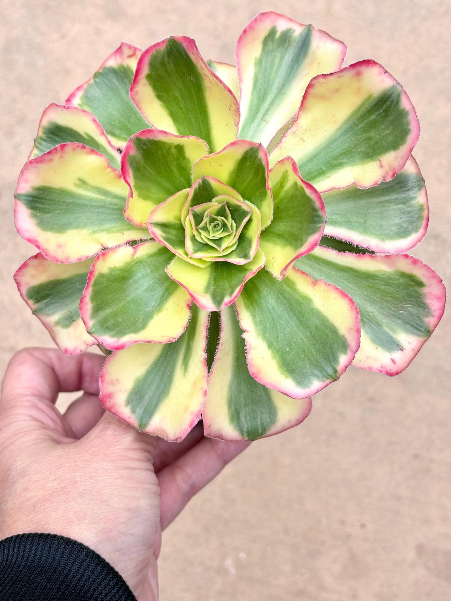 Aeonium Zeus Variegated | 6” pot | Live Succulent Plant | Korean Succulent | Variegated aeonium | Imported Plants |