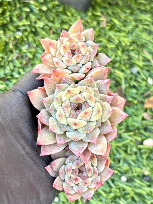 Echeveria Jipin Ice | Live Succulent Plant | Korean Succulent | Rare Imported Echeveria | Imported Plants