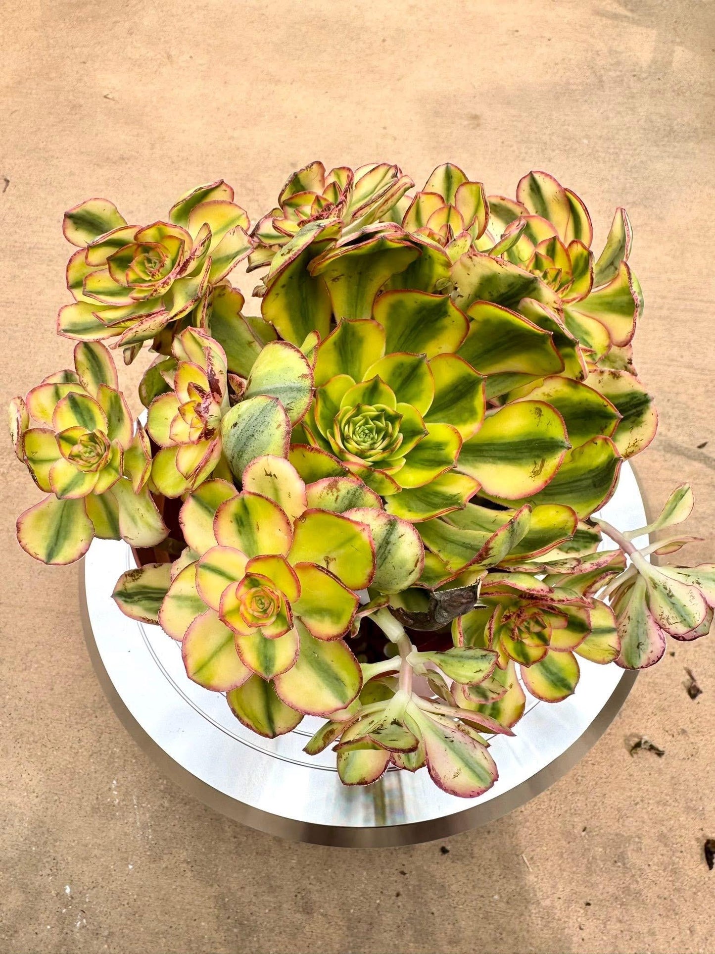 Aeonium Sun God Variegated | Live Succulent Plant | Korean Succulent | Rare Imported Echeveria | Imported Plants