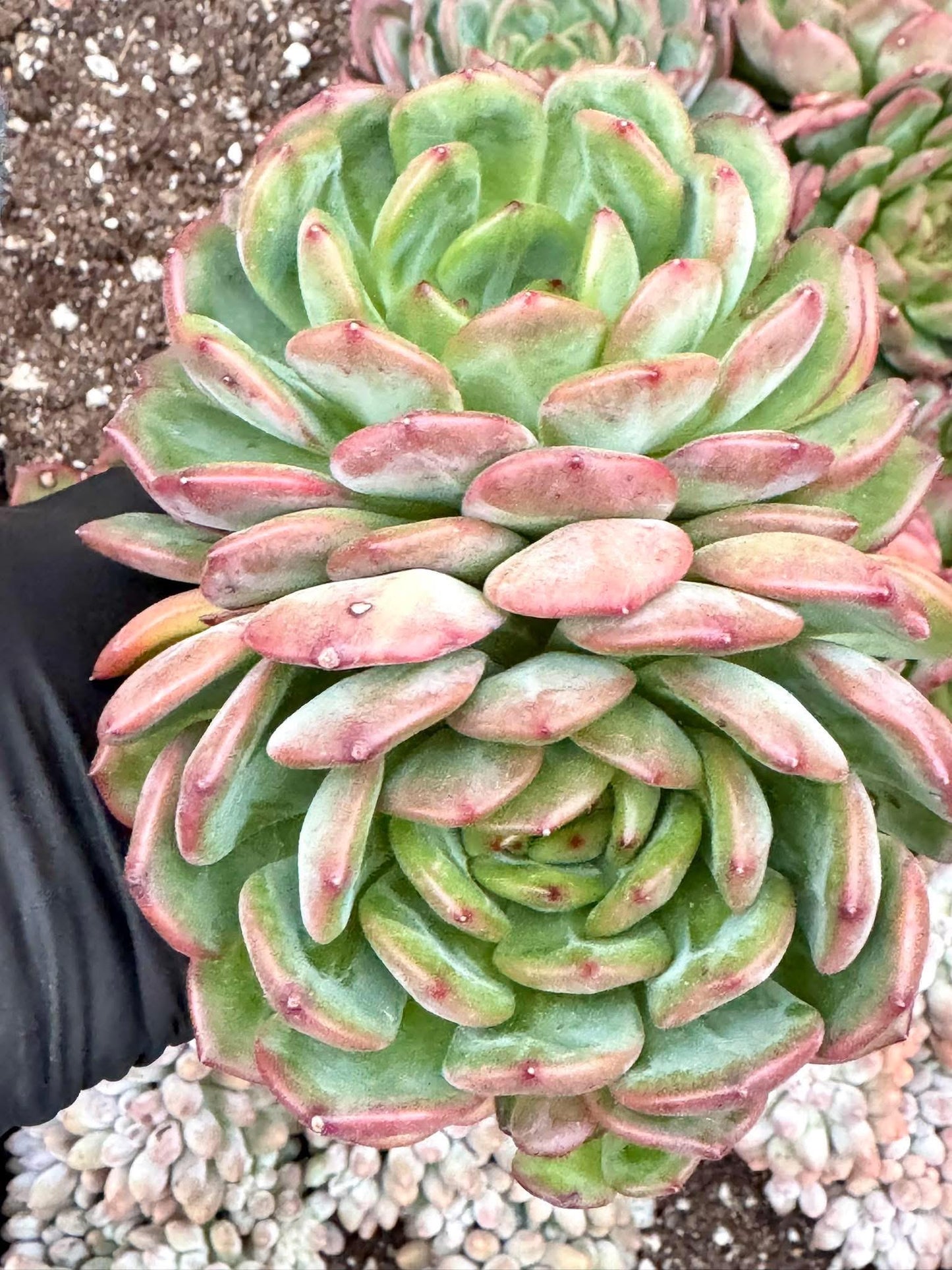 Echeveria Luna | Live Succulent Plant | Korean Succulent | Variegated Echeveria | Imported Plants