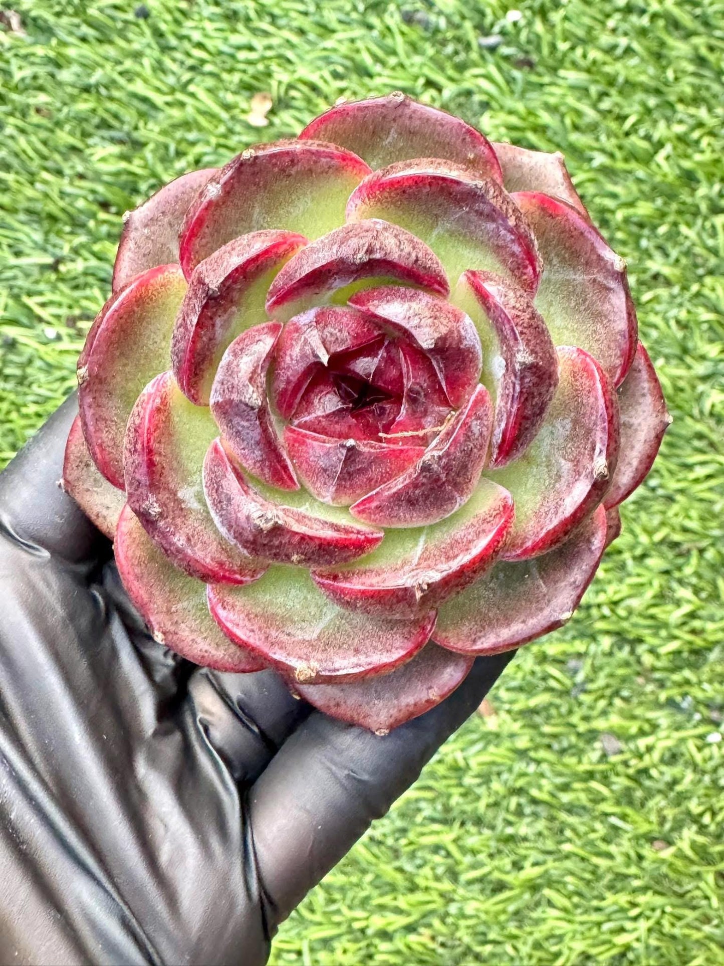 Echeveria Black Orange | Live Succulent Plant | Korean Succulent | Variegated Pachyveria | Imported Plants