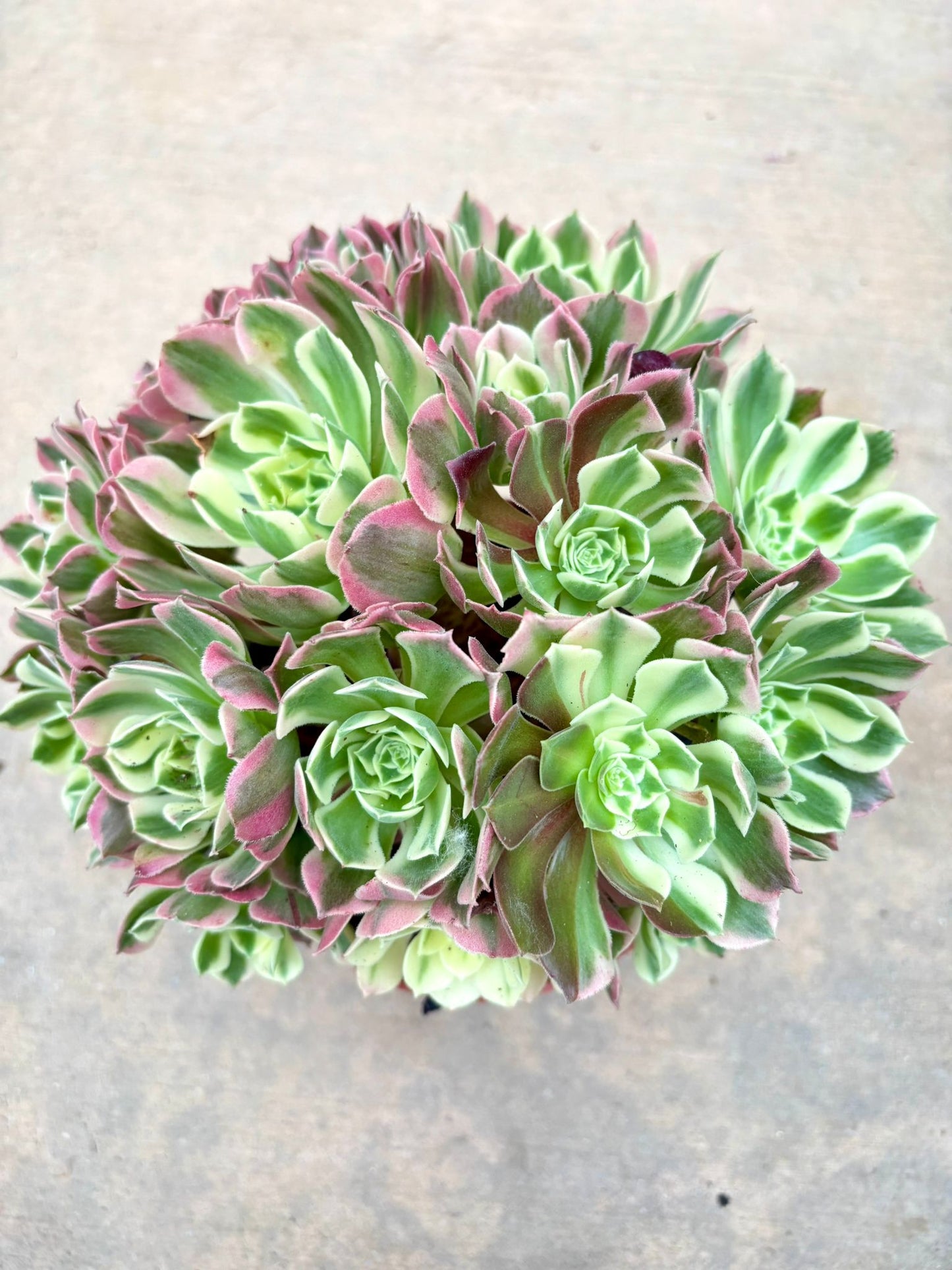Aeonium Baifeng Live Succulent Plant | Korean Succulent | Rare Imported Echeveria | Imported Plants