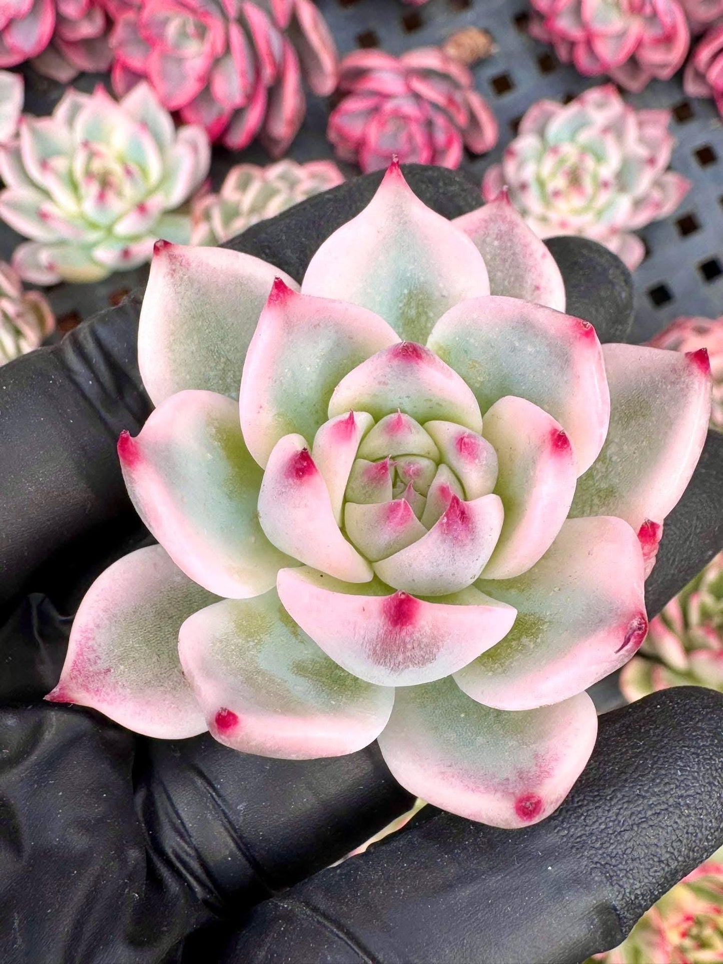 Echeveria Chihuahuaensis Variegated | Rare Imported Succulent | Collector Succulent