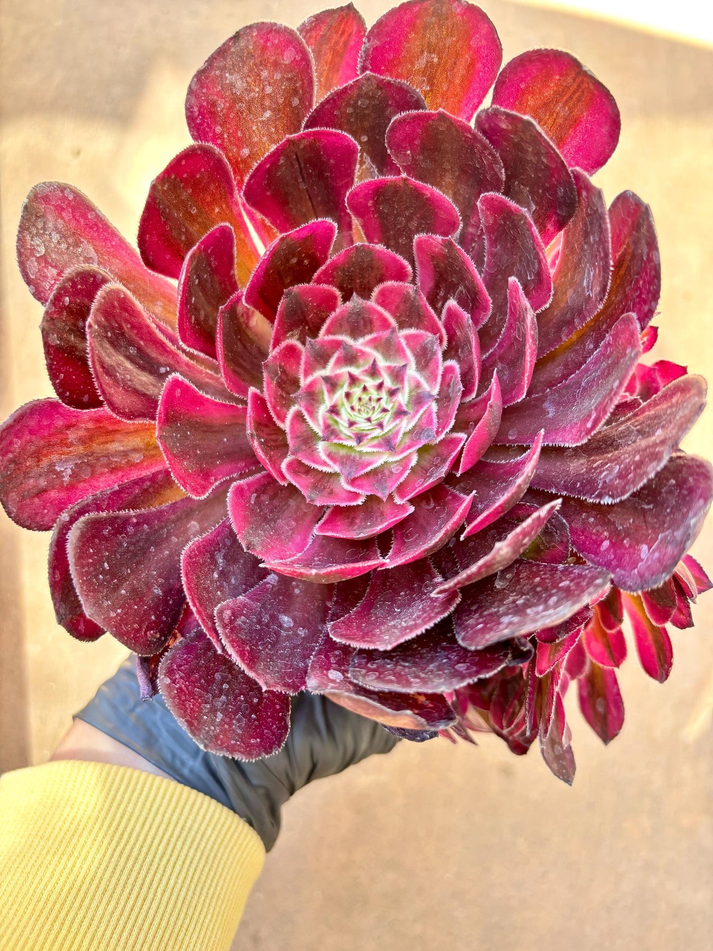 Aeonium Nuerhong Variegated | Live Succulent Plant | Korean Succulent | Rare Imported Aeonium | Imported Plants
