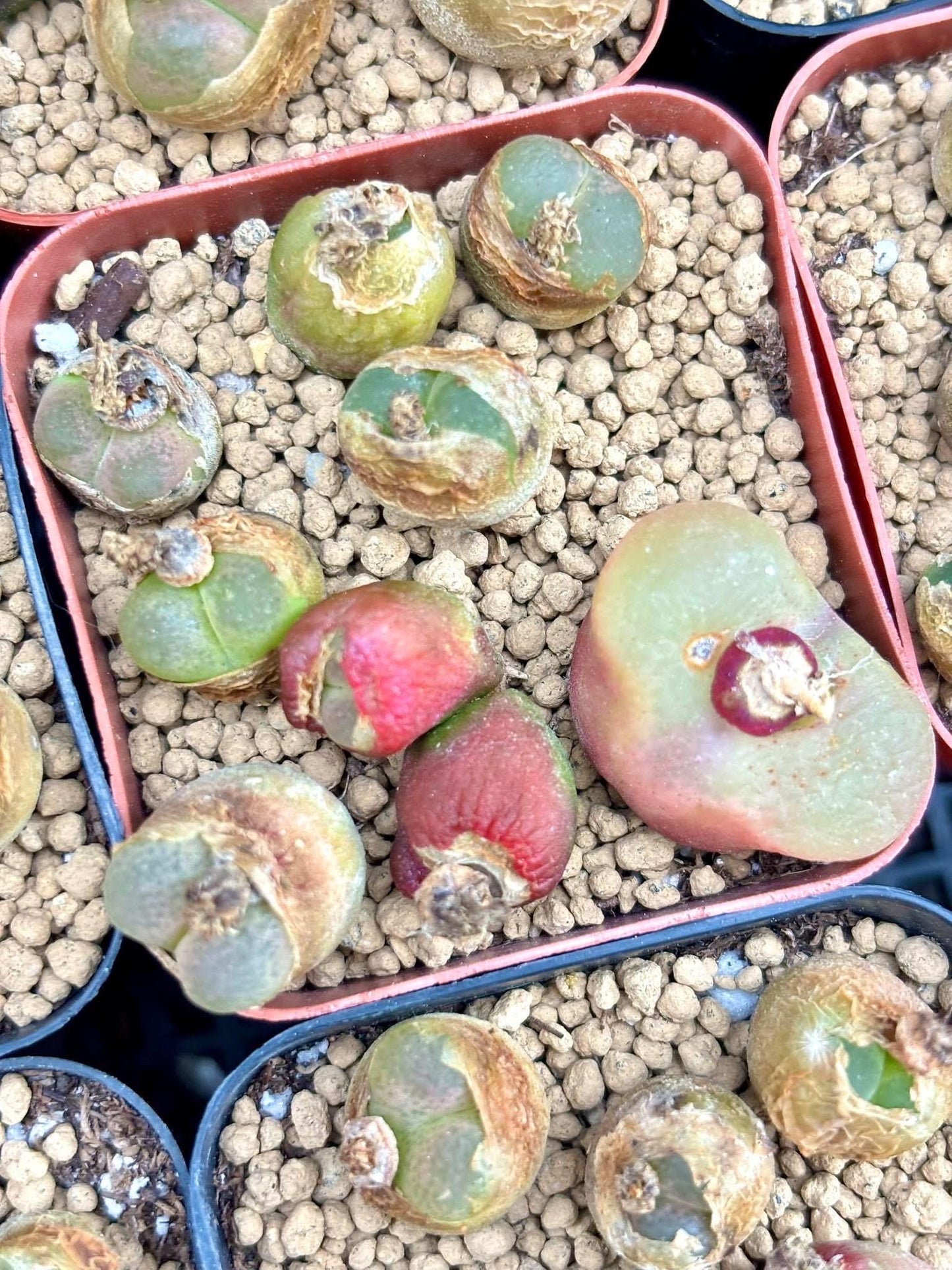 Conophytum Mix Pot | Live Succulent Plant | Korean Succulent | Rare Imported Succulent | Imported Plants