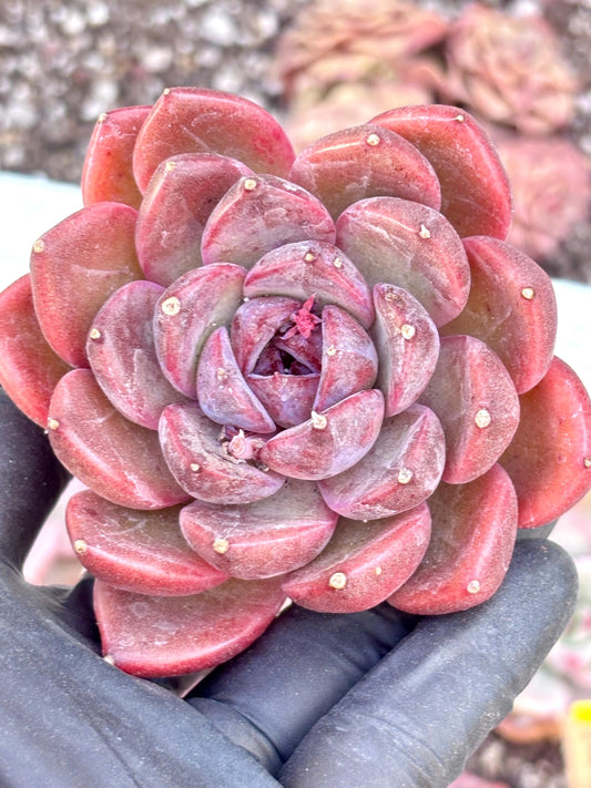 Echeveria Crape Myrtle | Live Succulent Plant | Korean Succulent | Variegated Echeveria | Imported Plants