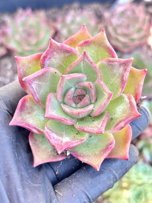 Echeveria Summer Beauty | Live Succulent Plant | Korean Succulent | Rare Imported Echeveria | Imported Plants