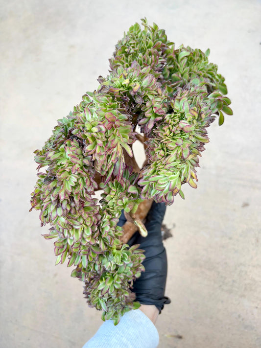 Aeonium Ink Bloom Variegated Crested | 13” width | Live Succulent Plant | Korean Succulent | Variegated aeonium | Imported Plants |