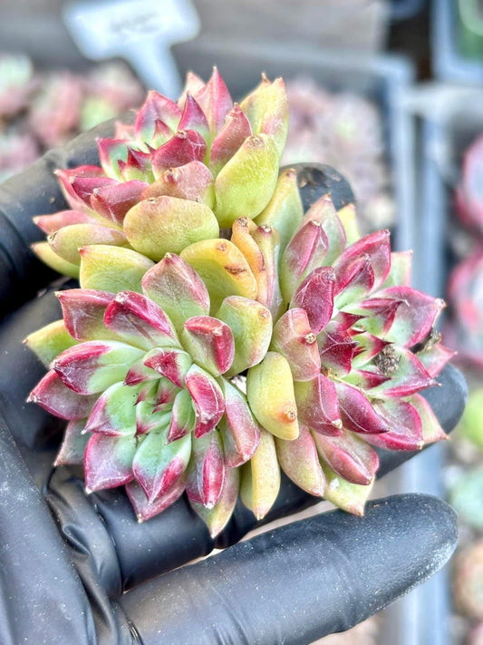 Echeveria Cherries | Live Succulent Plant | Korean Succulent | Variegated Echeveria | Imported Plants