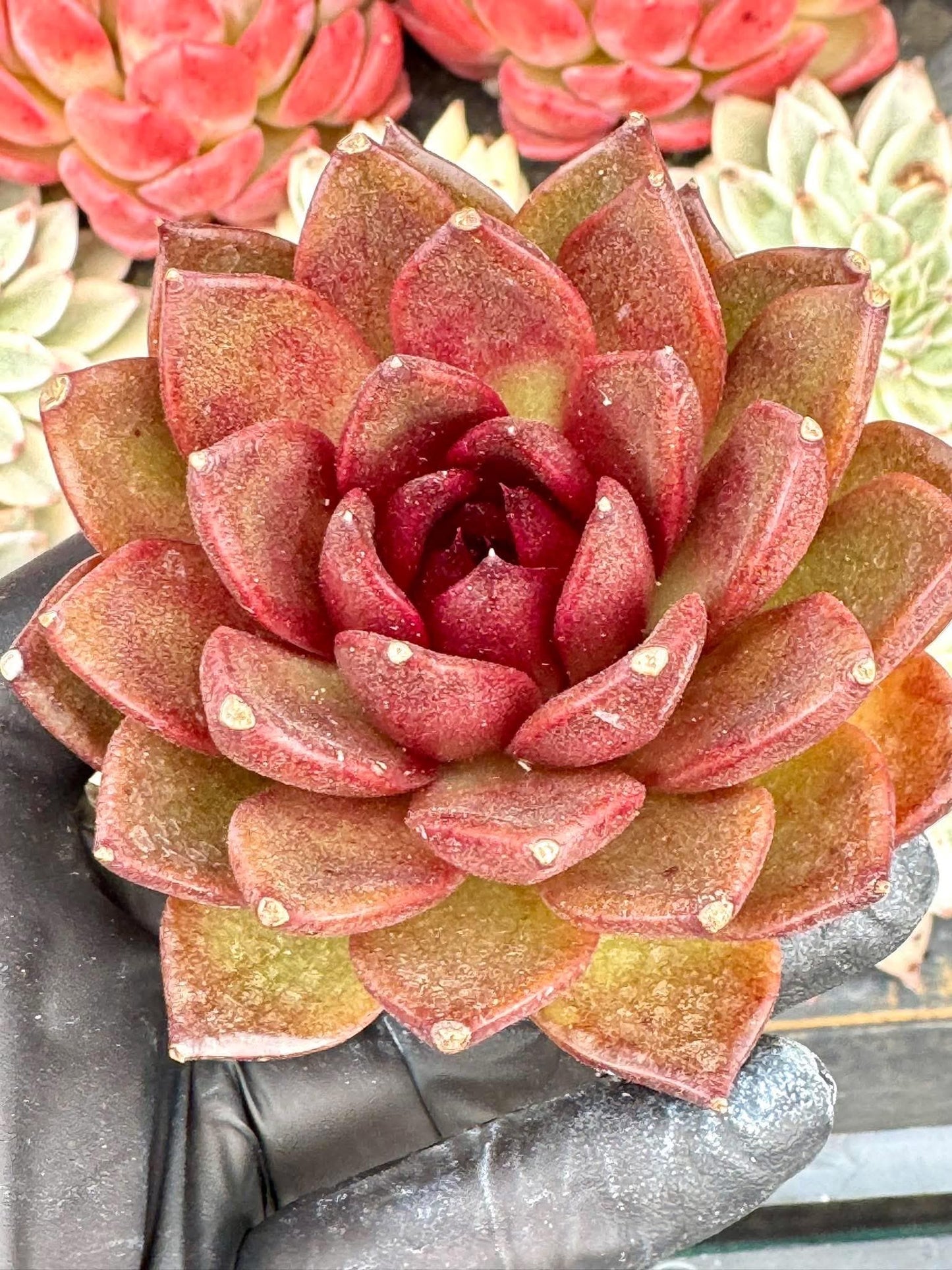 Echeveria Xuanhu | Live Succulent Plant | Korean Succulent | Rare Imported Echeveria | Imported Plants
