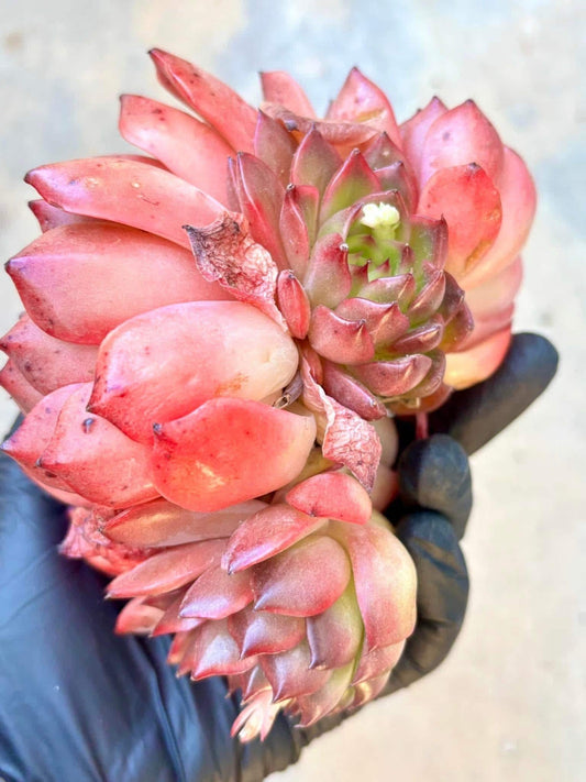 Echeveria Octopus | Live Succulent Plant | Imported Plants | Imported Echeveria