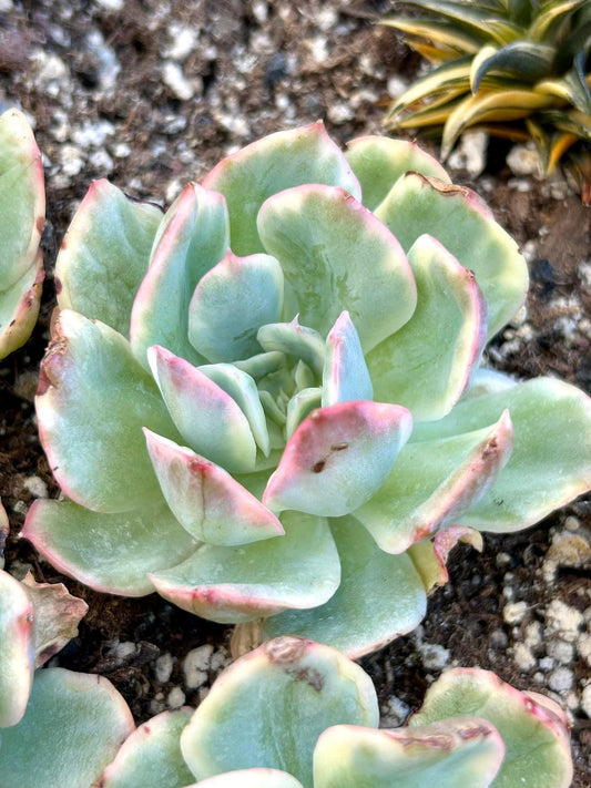 Echeveria Luella variegated | Live Succulent Plant | Rare Imported Echeveria | Imported Plants