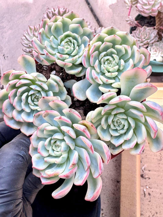 Echeveria Minima Varieagted | Live Succulent Plant | Korean Succulent | Rare Imported Echeveria | Imported Plants