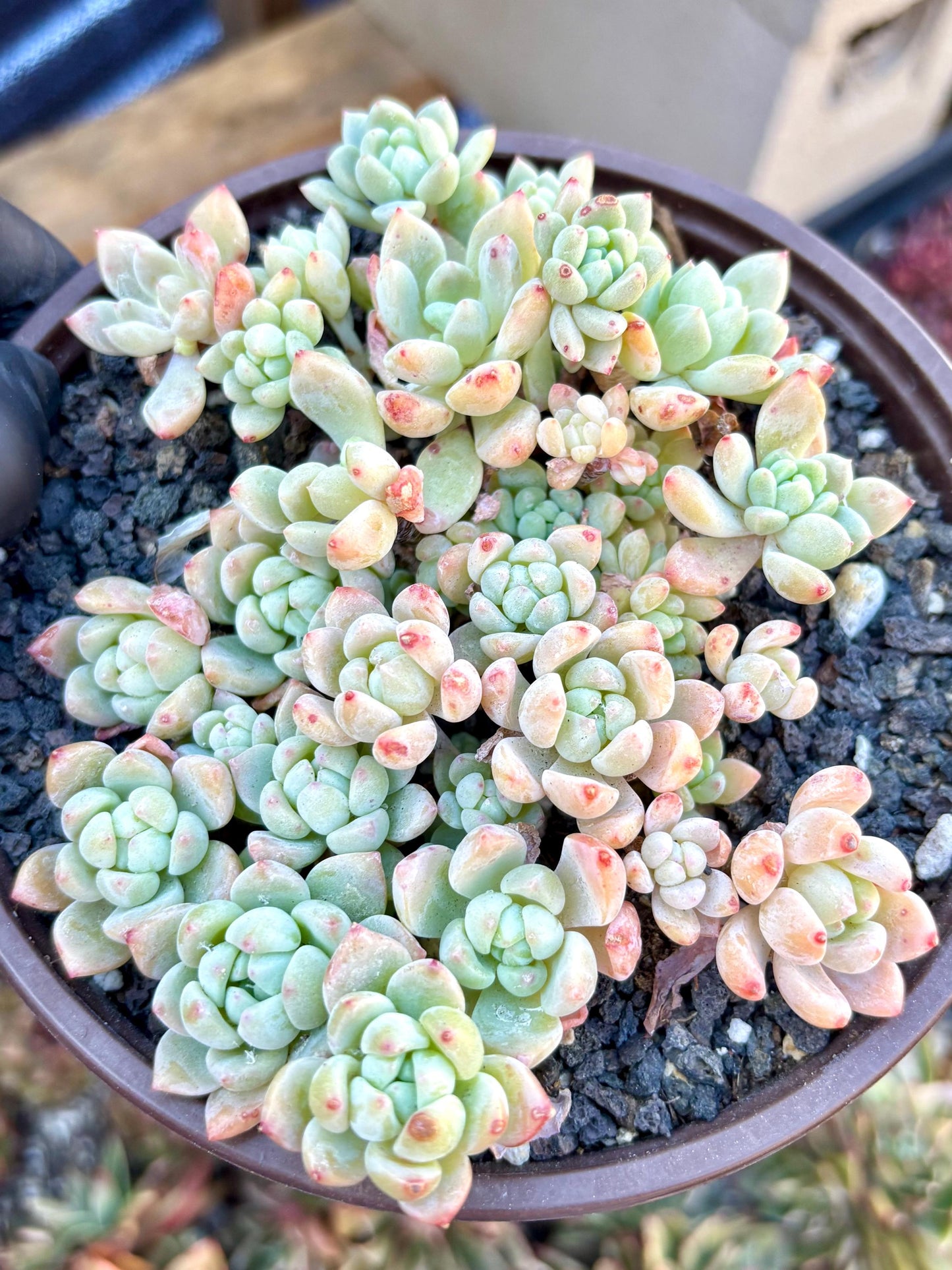 Echeveria Cheesecake | Live Succulent Plant | Korean Succulent | Variegated Echeveria | Imported Plants | Echeveria Clusters