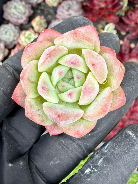 Echeveria Dream Beauty | Live Succulent Plant | Korean Succulent | Rare Imported Echeveria | Imported Plants