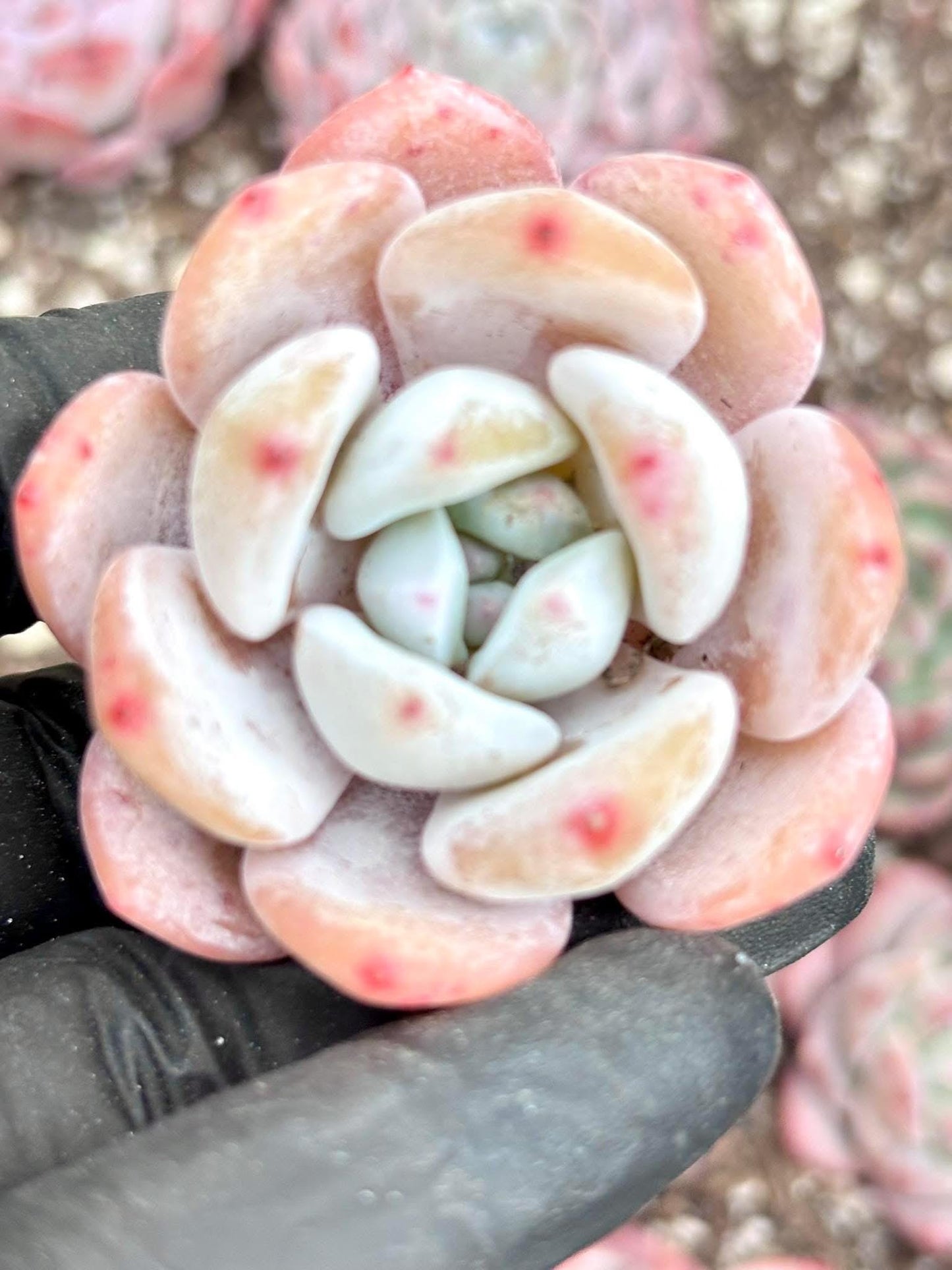 Echeveria Milk Cap Live Succulent Plant | Korean Succulent | Rare Imported Echeveria | Imported Plants