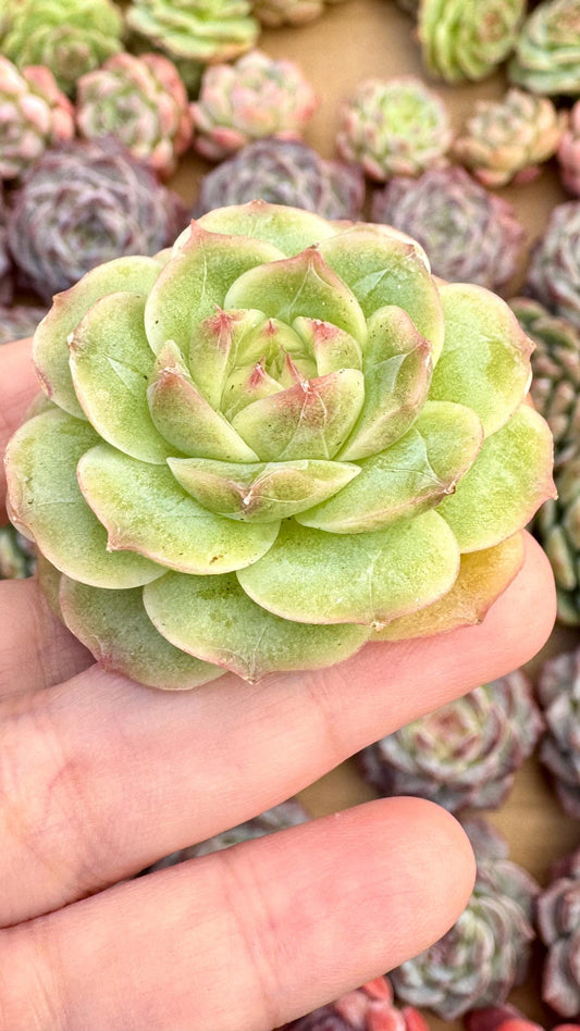 Echeveria Crystal Shrimp Dumpling | Rare Imported Succulent | Collector’s Succulent