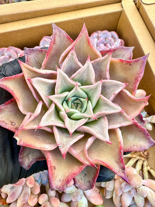 Echeveria Red Madiba | Live Succulent Plant | Korean Succulent | Rare Imported Echeveria | Imported Plants