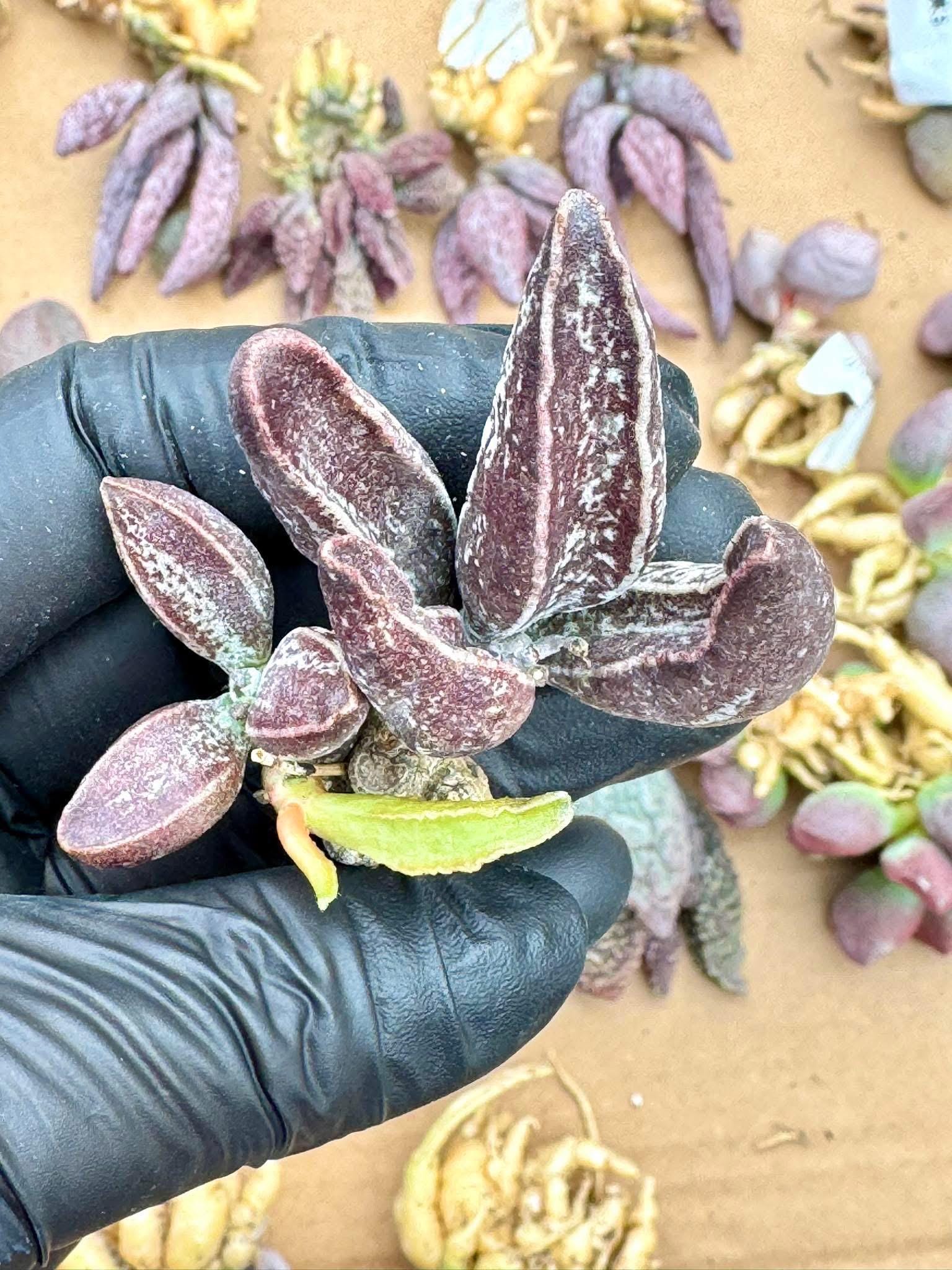live succulent plant Adromischus Flower Muscle Leaf | Live Succulent Plant
