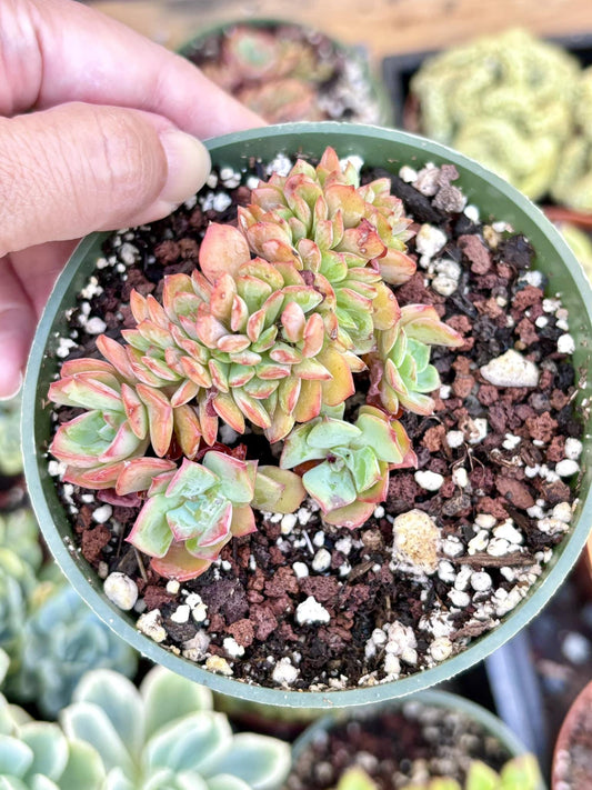 Echeveria Briar Rose Crested | Live Succulent Plant | Korean Succulent | Rare Imported Echeveria | Imported Plants