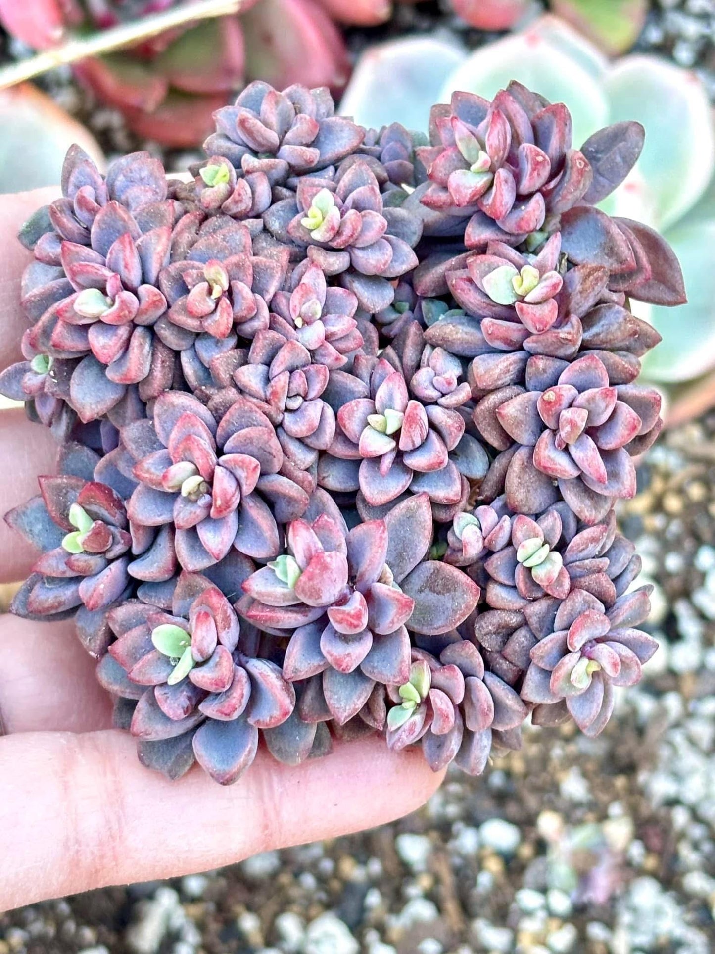 Echeveria Manaudes | Live Succulent Plant | Korean Succulent | Imported Plants | Colorful Echeveria
