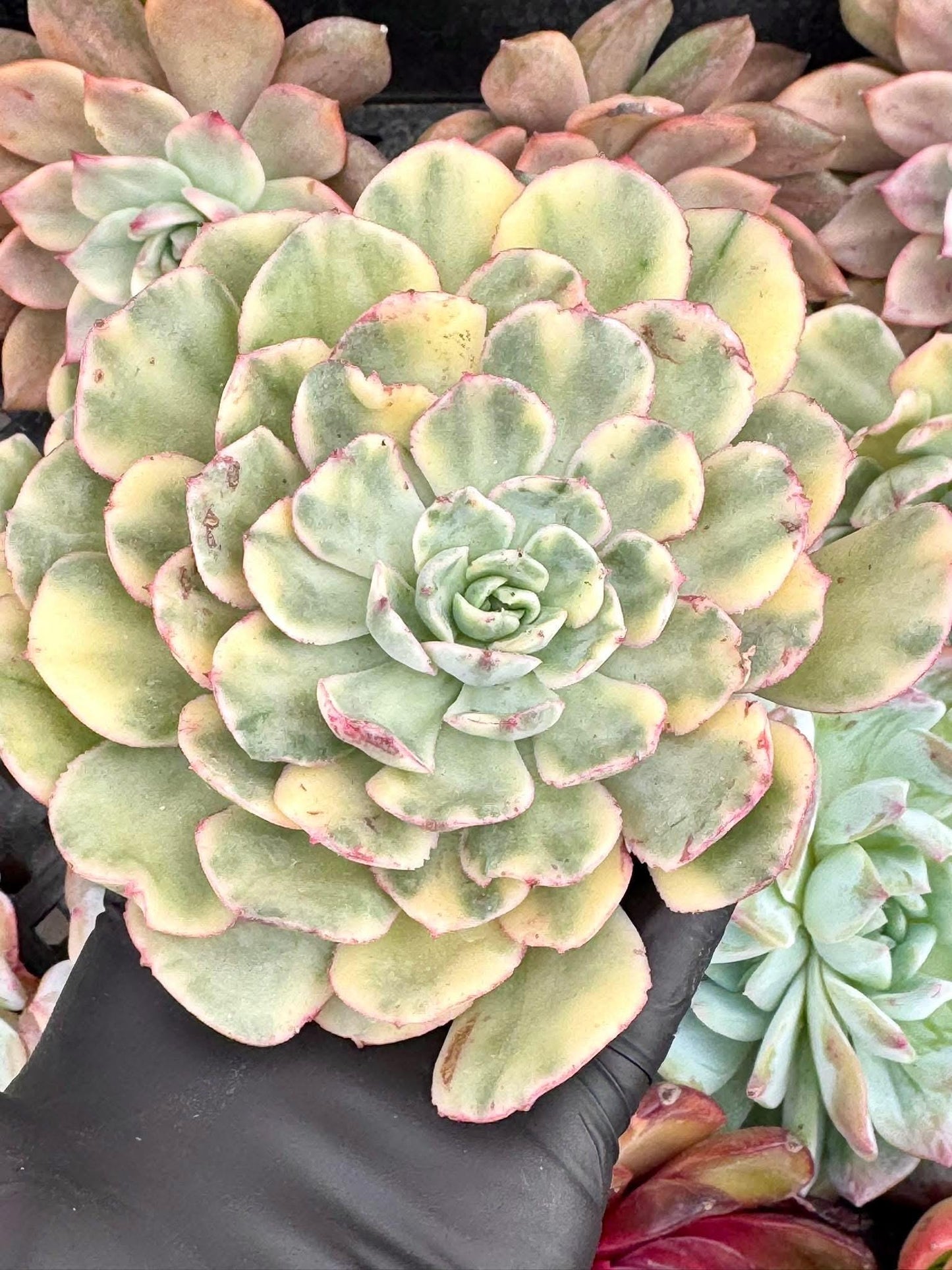 Echeveria Prajna Variegated | Live Succulent Plant | Korean Succulent | Variegated Echeveria | Imported Plants | Echeveria Clusters