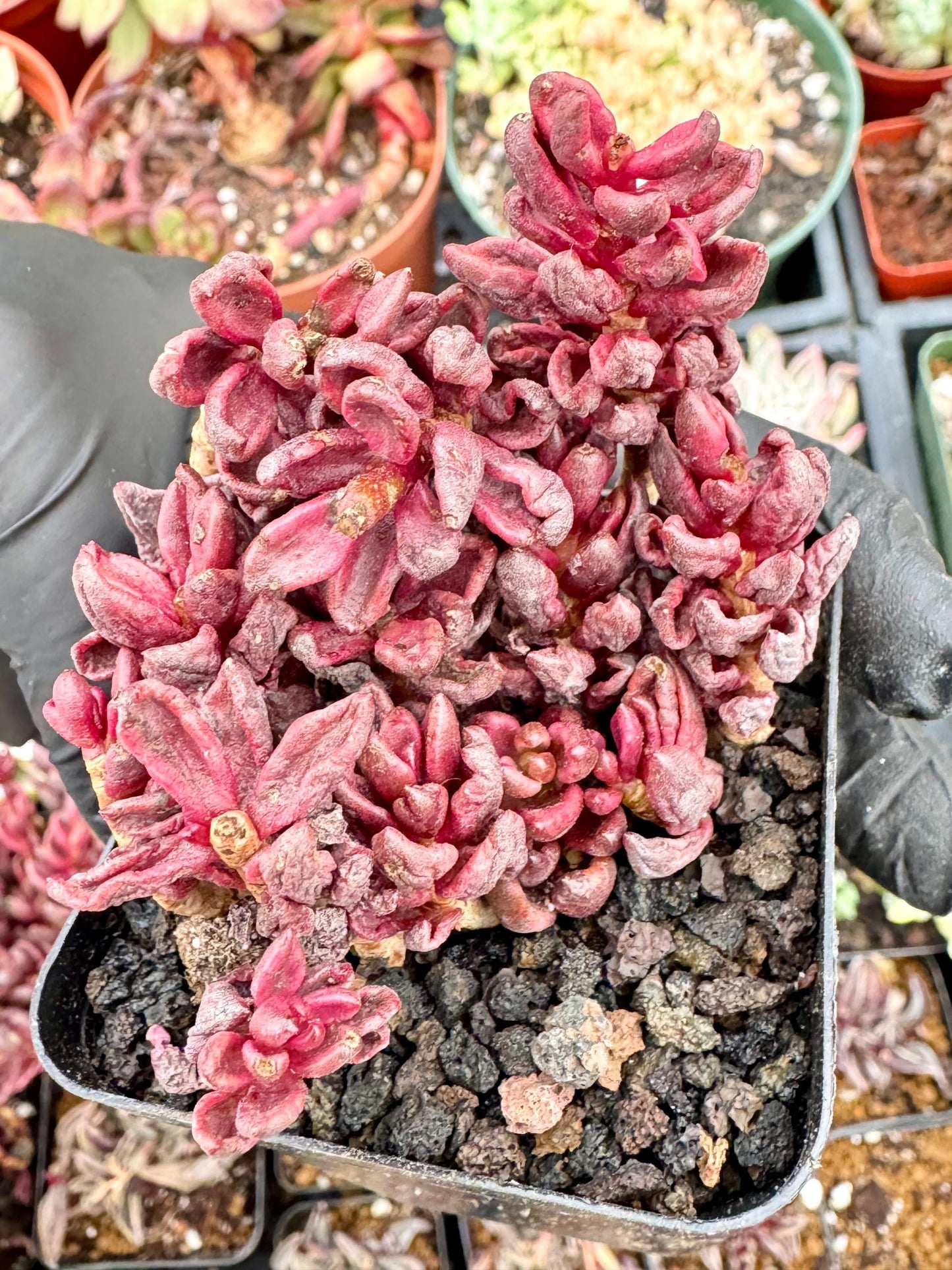Echeveria Chocolate Variegated | Live Succulent Plant | Korean Succulent | Variegated Pachyveria | Imported Plants | Echeveria Clusters