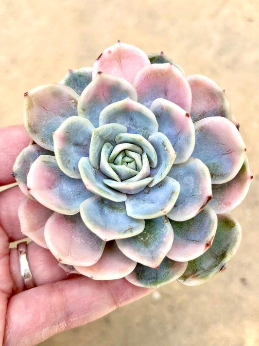 Echeveria Blue Surprise Variegated | Live Succulent Plant | Korean Succulent | Variegated Echeveria | Imported Plants