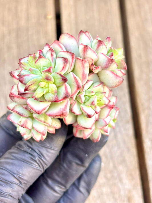 Echeveria Tango Variegated | Live Succulent Plant | Korean Succulent | Variegated Echeveria | Imported Plants