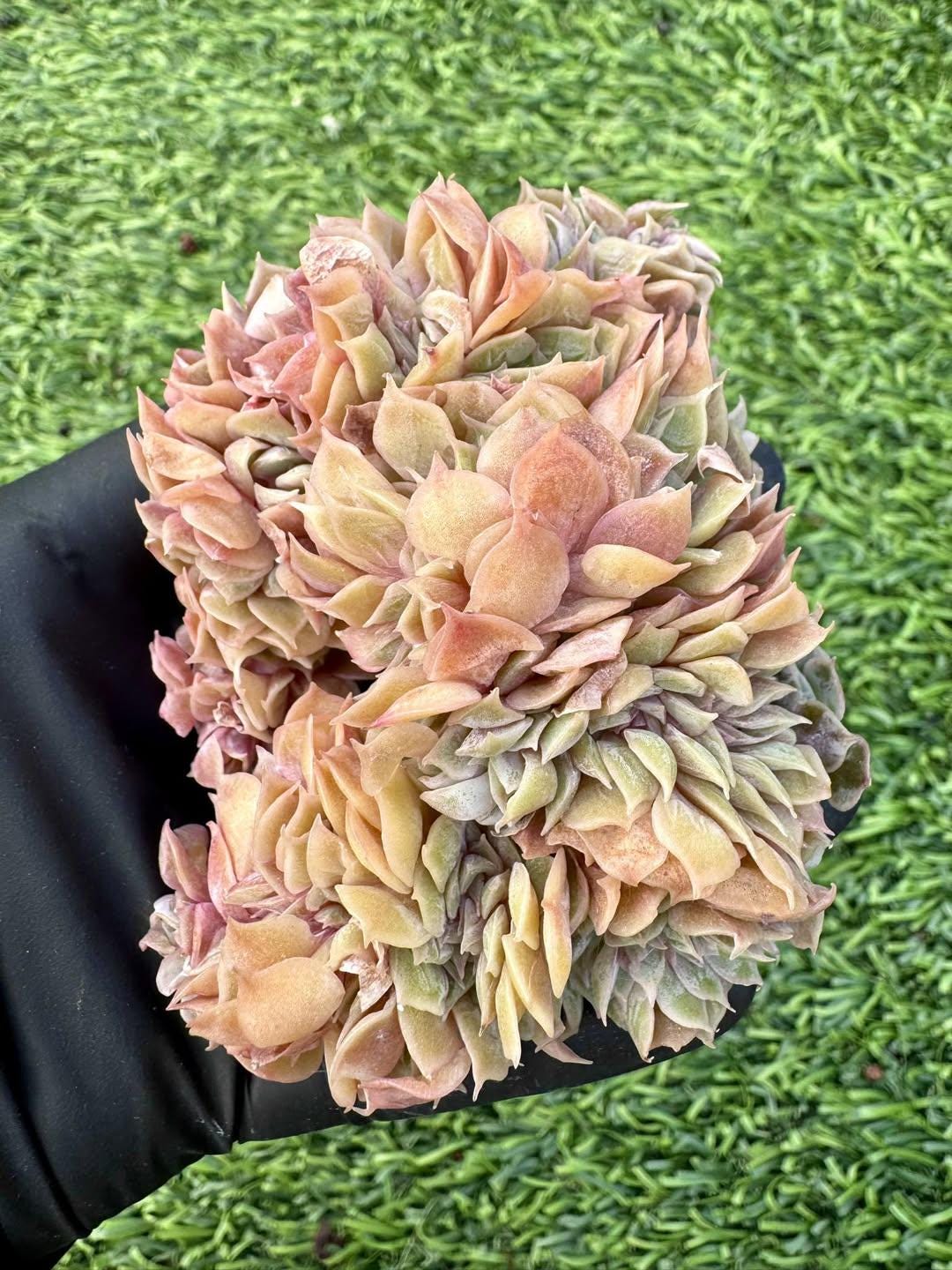 Echeveria Onslow Crested | Live Succulent Plant | Korean Succulent | Rare Imported Echeveria | Imported Plants