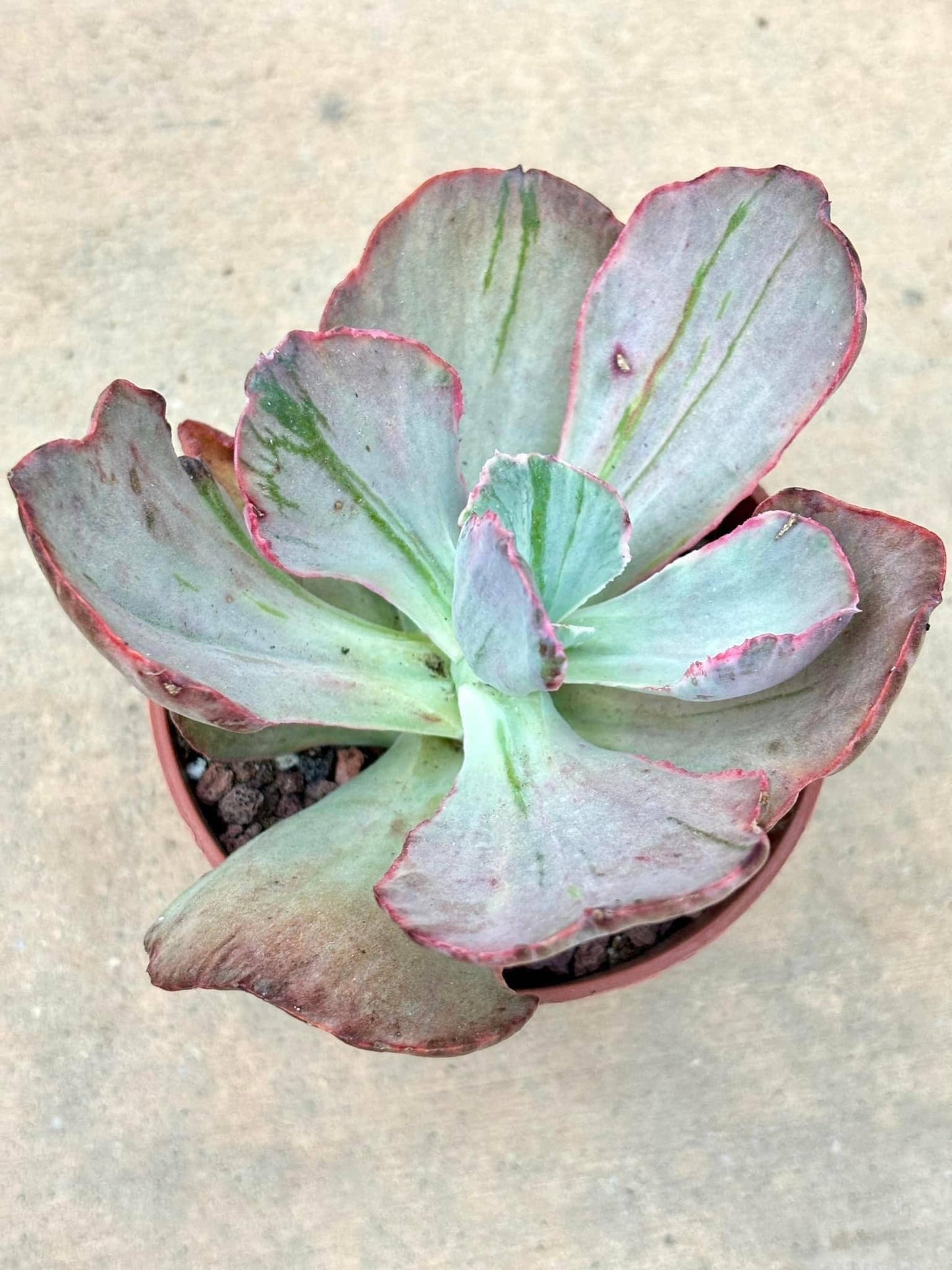 Echeveria Frill Variegated | Live Succulent Plant | Korean Succulent | Rare Imported Echeveria | Imported Plants
