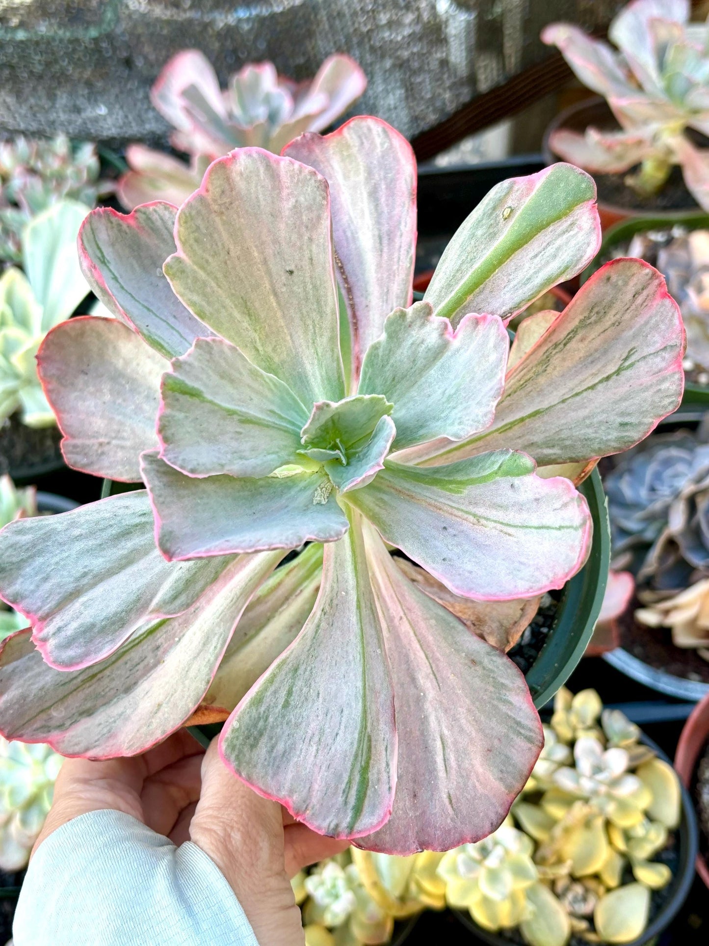 Echeveria Frill Variegated | Live Succulent Plant | Korean Succulent | Rare Imported Echeveria | Imported Plants