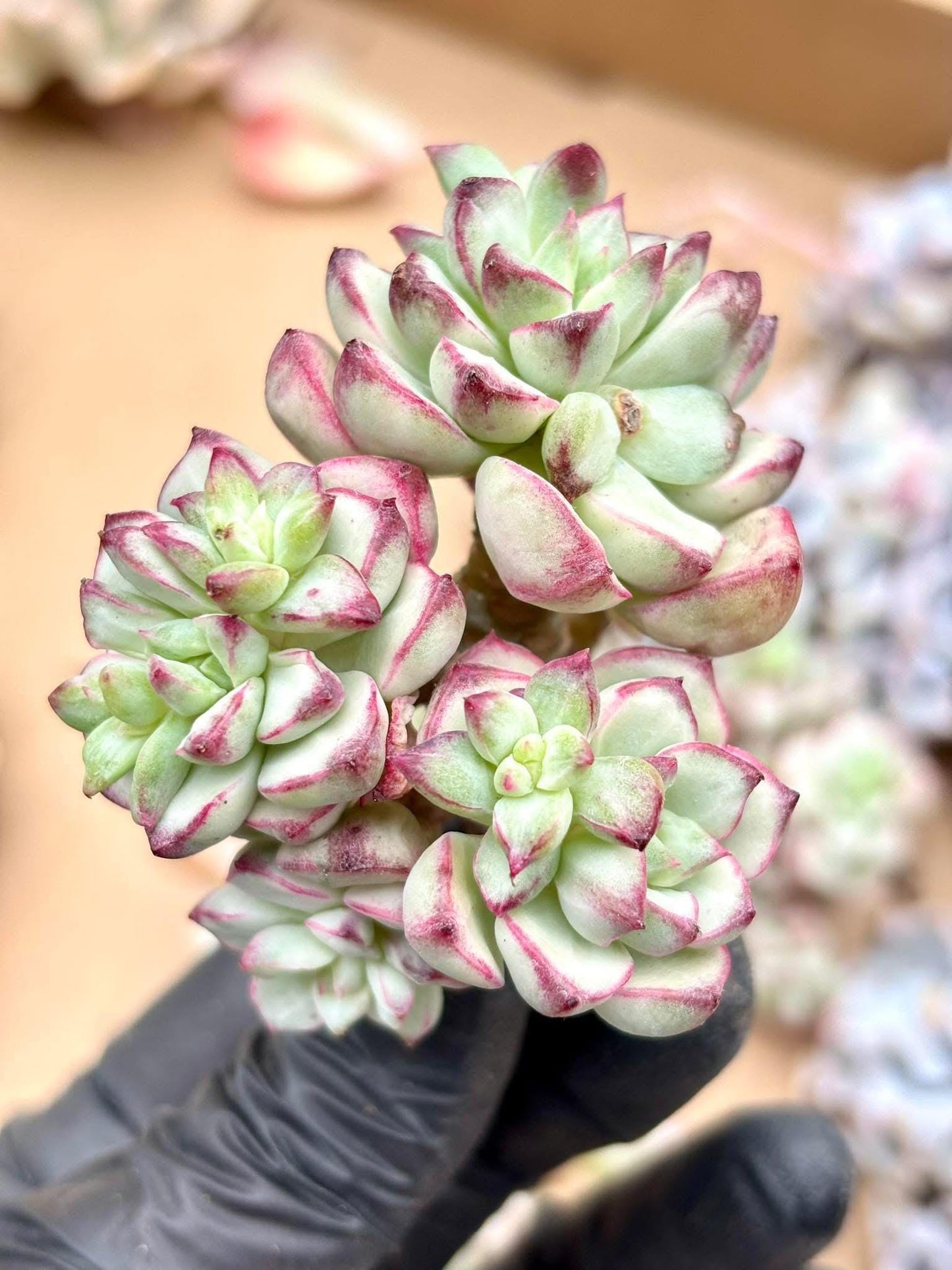 Echeveria Tango Variegated | Live Succulent Plant | Korean Succulent | Variegated Echeveria | Imported Plants