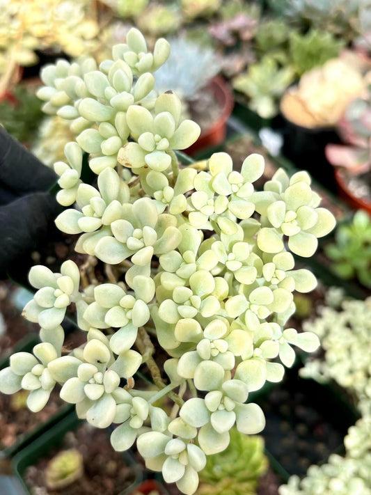 Echeveria Mendozae Variegated | Live Succulent Plant | Korean Succulent | Rare Imported Echeveria | Imported Plants