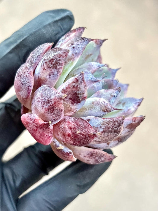 Echeveria Alaba Night | Live Succulent Plant | Korean Succulent | Rare Imported Echeveria | Imported Plants