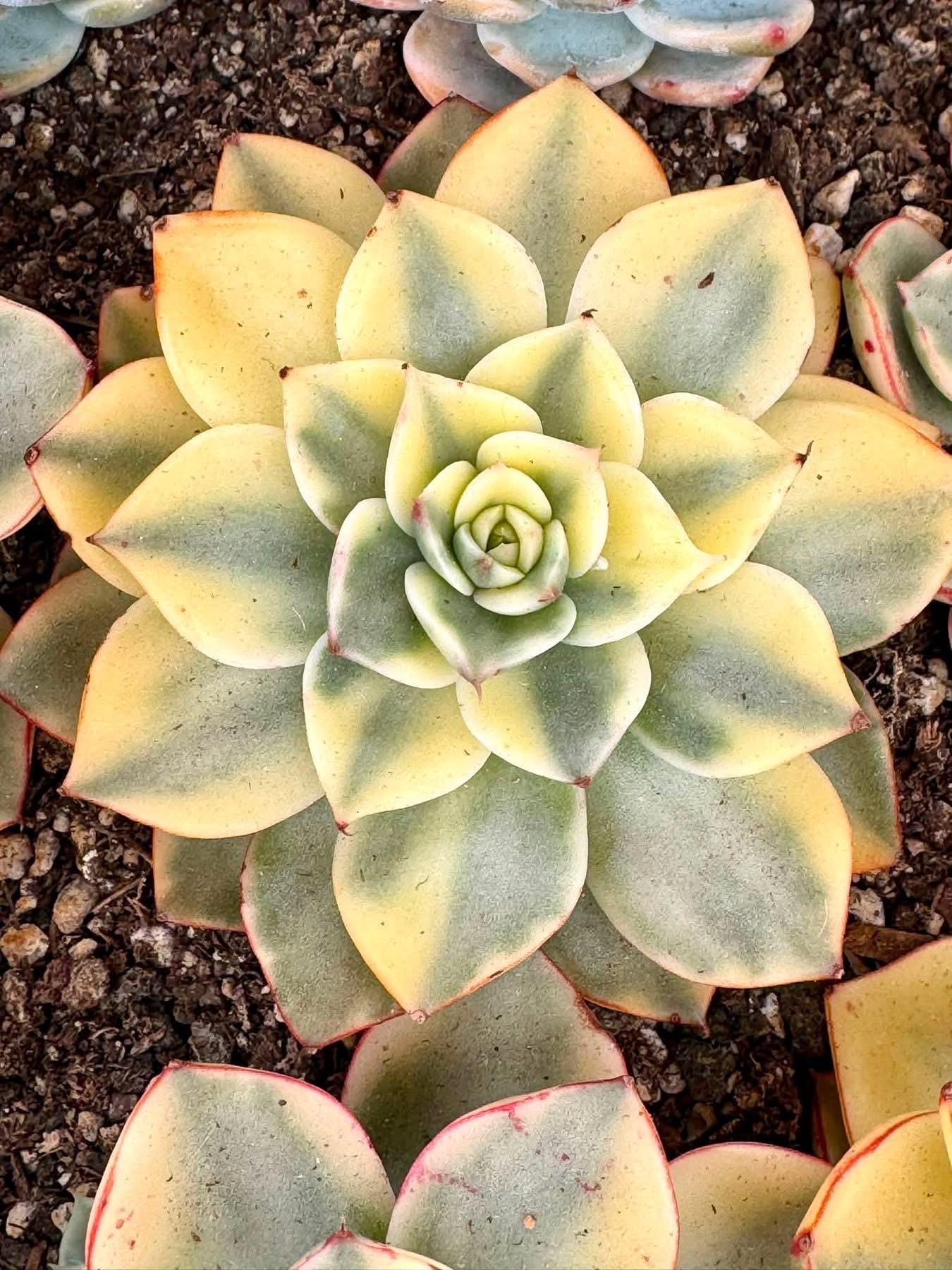 Echeveria Matador Variegated | Rare Imported Succulent | Collector’s Succulent