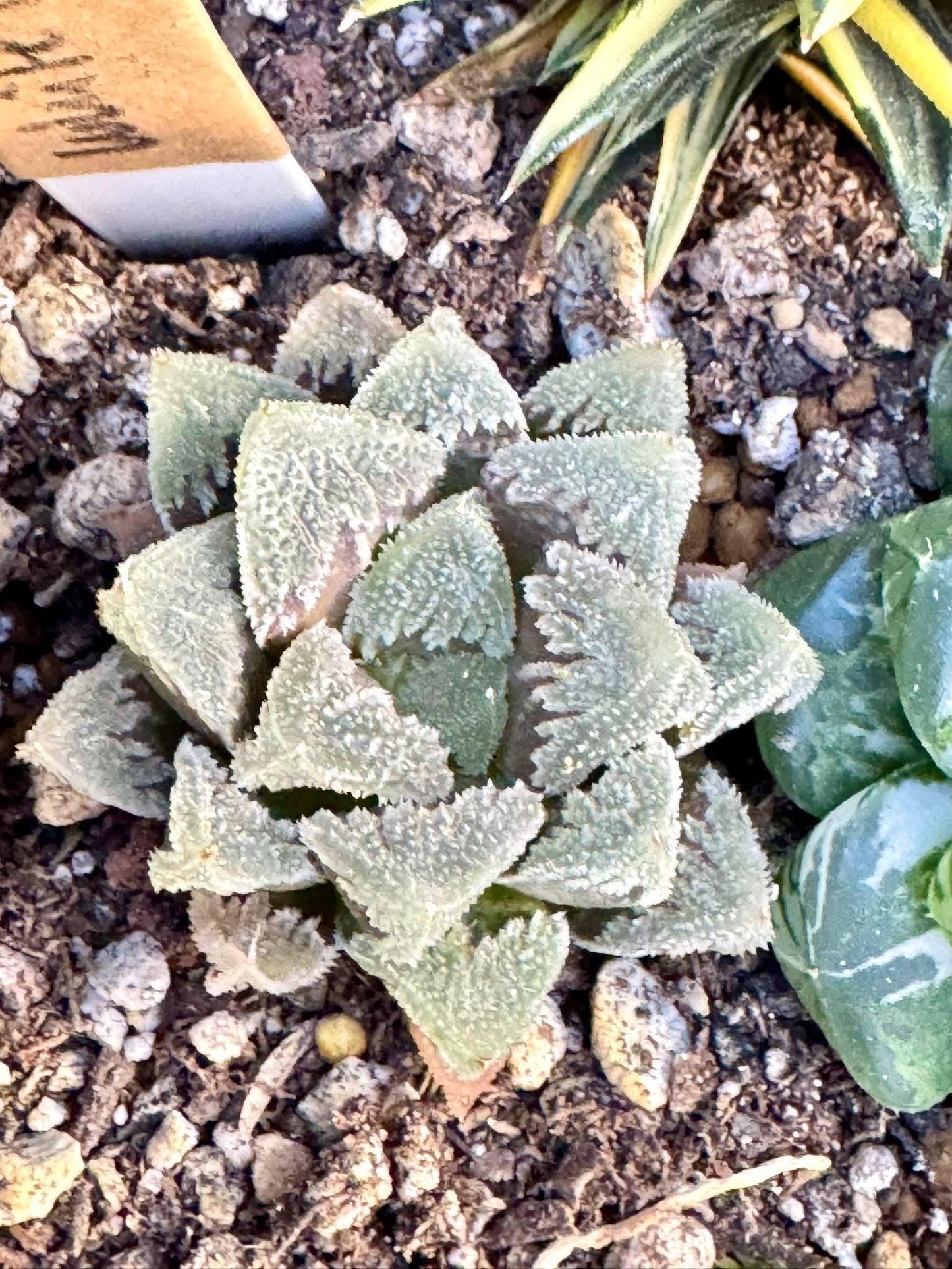 Haworthia White Emperor| Live Succulent Plant | Korean Succulent | Rare Imported Echeveria | Imported Plants