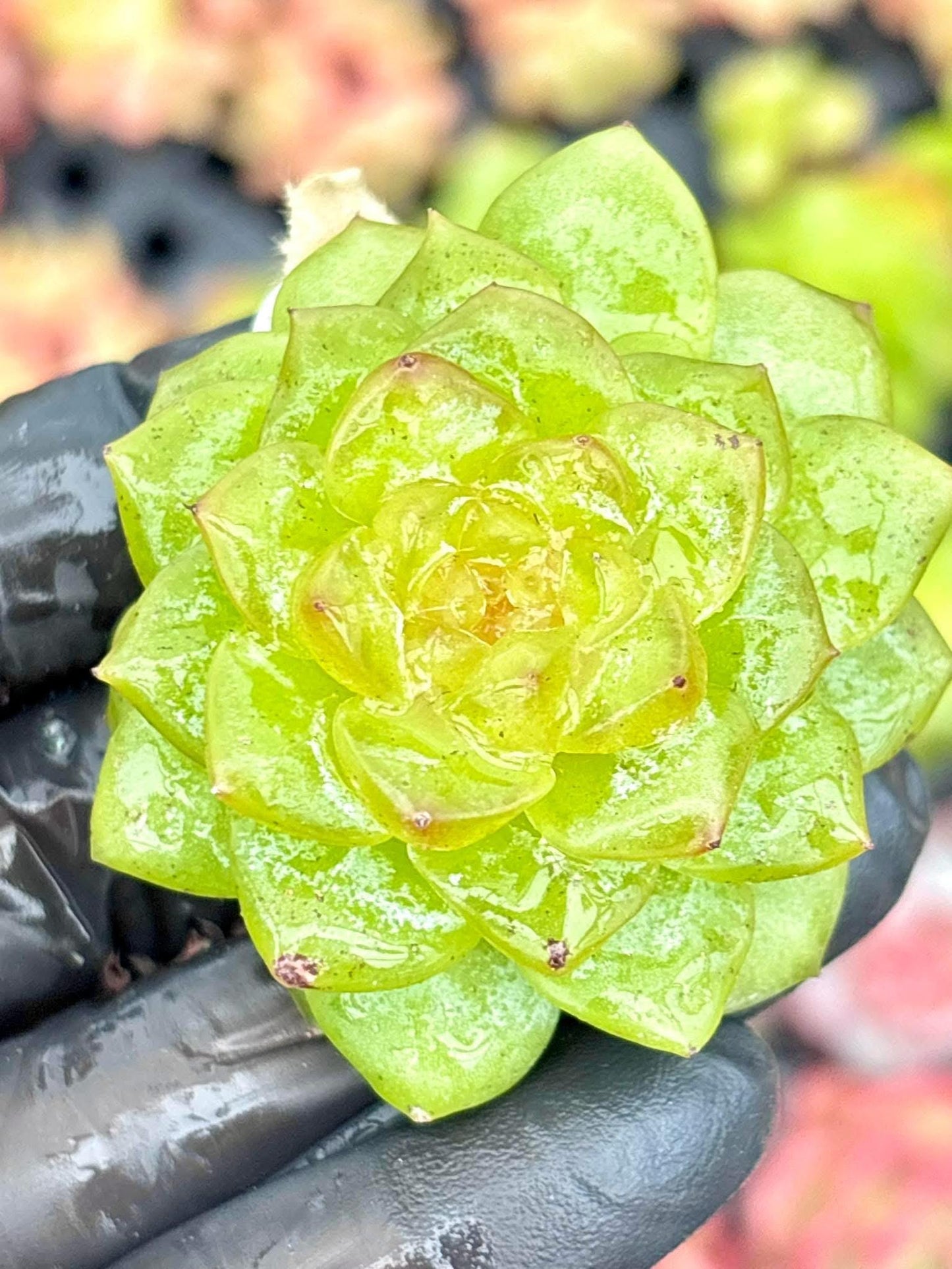 Echeveria Freud | Live Succulent Plant | Korean Succulent | Rare Imported Echeveria | Imported Plants