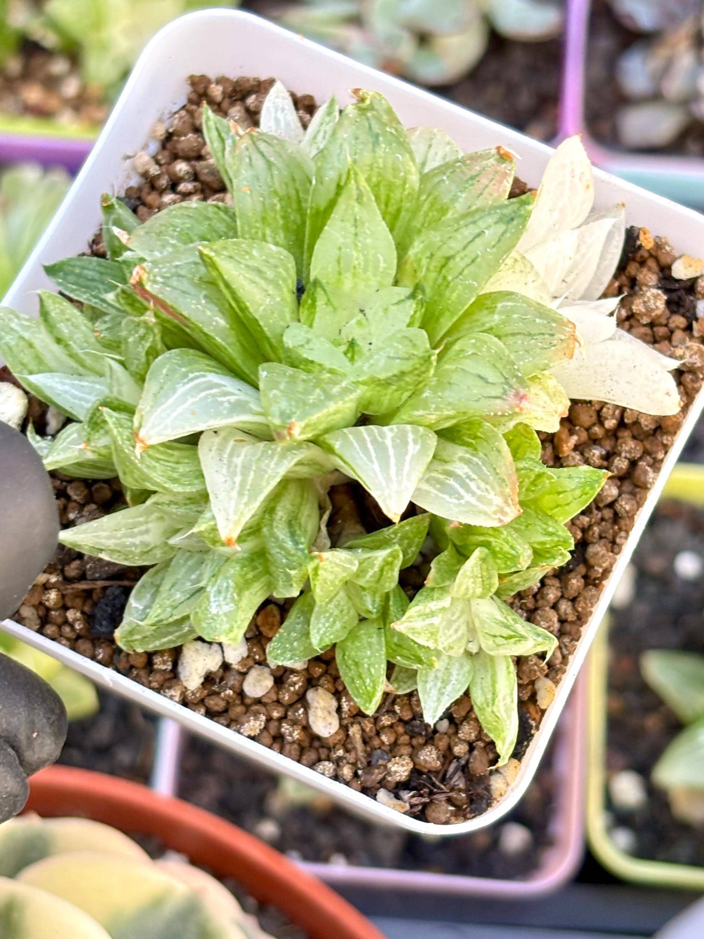 Haworthia Ice Sugar Variegated | Live Succulent Plant | Korean Succulent | Rare Imported Echeveria | Imported Plants