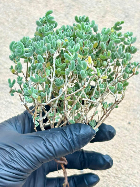 Drosanthemum Ice Crystals | Live Succulent Plant | Korean Succulent | Rare Imported | Imported Plants