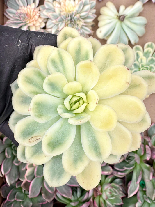 Echeveria Gold Berry Half Moon Variegated | Live Succulent Plant | Korean Succulent | Variegated Echeveria | Imported Plants